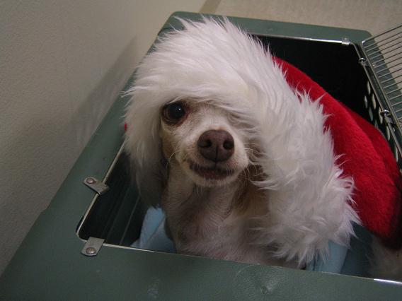 Dog in Santa hat at PT