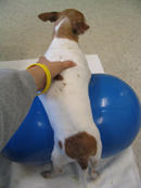 Dog on peanut shaped therapy ball