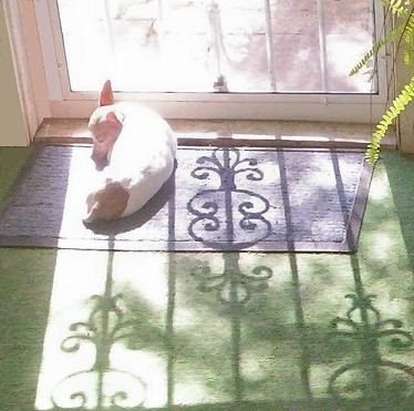 Dog napping in the sun in the sunporch