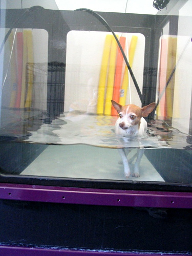 Dog exercising in underwater treadmill