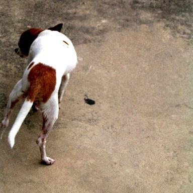 Dog spinal walking